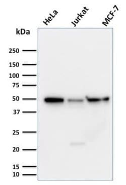 Cyclin A1 Antibody (XLA1-3) - Azide and BSA Free, Novus Biologicals 100
